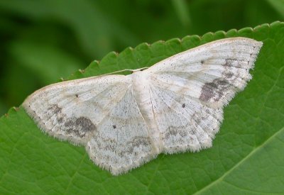 Scopula limboundata - 7159 - Large Lace-border moth