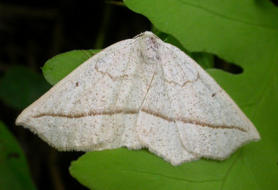 Eusarca confusaria - 6941 - Confused Eusarca Moth