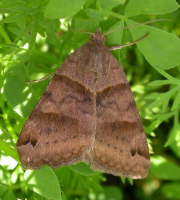 moth-july13-3.jpg