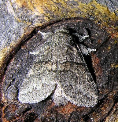 moth-04-08-2008-2.jpg