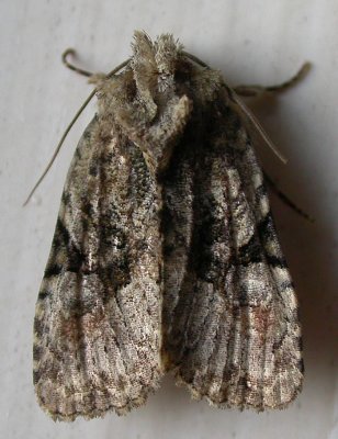 moth-04-08-2008-3.jpg
