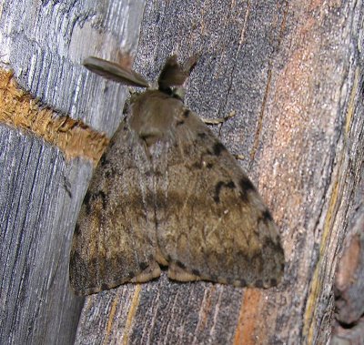 Lymantria dispar - 8318 - Gypsy Moth
