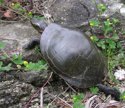 Painted Turtle - Chrysemys picta - climbing over rocks
