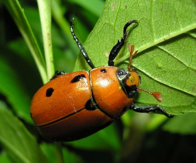 Pelidnota punctata - Spotted Pelidnota or Grapevine Beetle