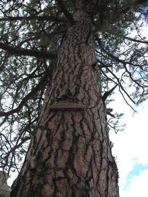 Ponderosa pine - memorial tree