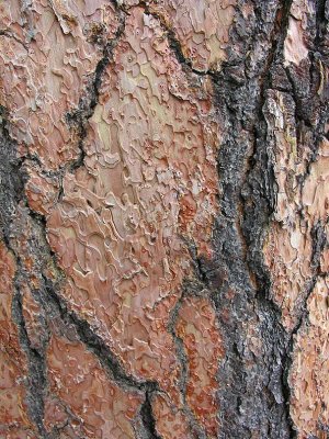Ponderosa pine bark