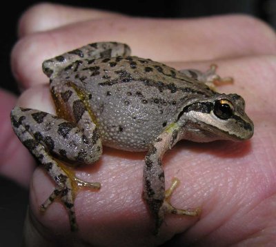 Pseudacris regilla - Pacific Treefrog