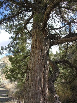 juniper along Blue Basin trail