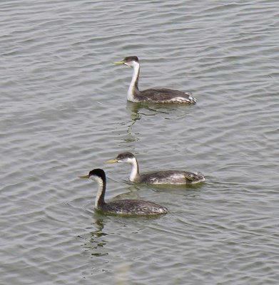 Western grebes at The Narrows at Malheur  NWR - view 2