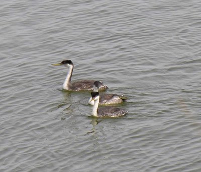 Western grebes at The Narrows at Malheur NWR - view 3