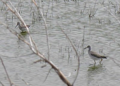 Yellowlegs at The Narrows at Malheur NWR