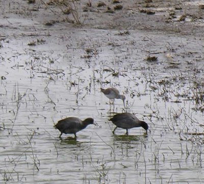 American Coots at The Narrows at Malheur NWR