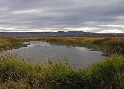 Ibis and egret pond at Malheur NWR