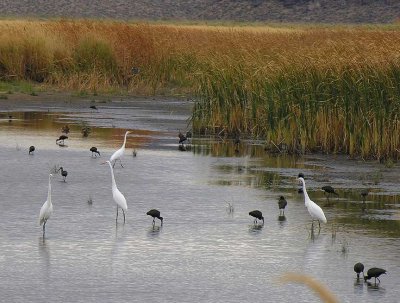 Great Egrets and White-faced Ibis at Malheur NWR - view 1