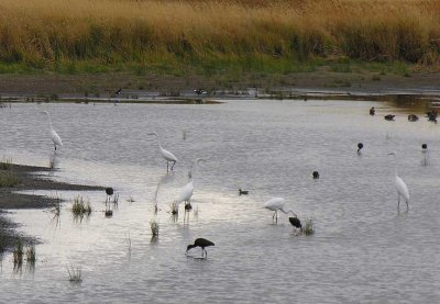 Great Egrets and White-faced Ibis at Malheur NWR - view 2