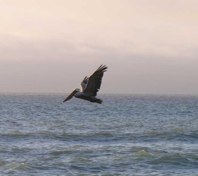 brown-pelican-6.jpg