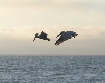 brown-pelican-10.jpg