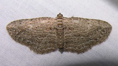 Horisme intestinata - 7445 -- Brown Bark Carpet Moth