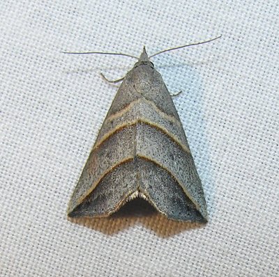 Colobochyla interpuncta - 8411