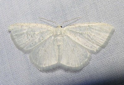 moth-08-06-2008-4.jpg
