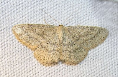 moth-08-06-2008-7.jpg