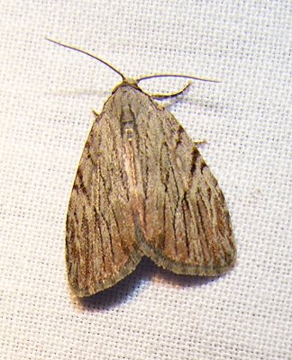 moth-08-06-2008-9.jpg