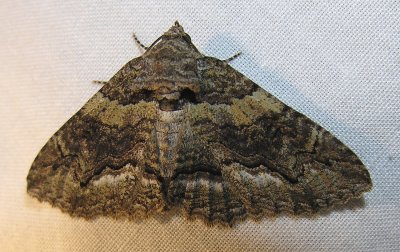 moth-08-06-2008-14.jpg