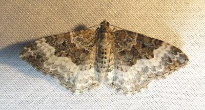 Epirrhoe alternata - 7394 -- White-banded Toothed Carpet Moth