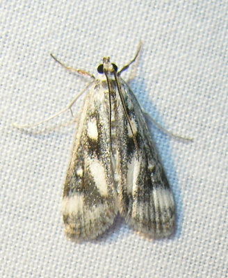 Parapoynx maculalis (?) - 4759 - Polymorphic Pondweed Moth (?)