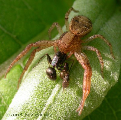 Xysticus spider with ant prey and kleptoparasitic flies