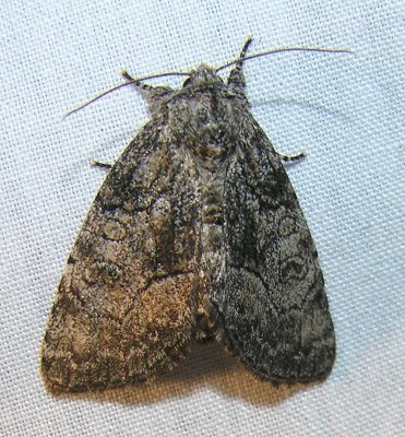 moth-07-June-2008-1.jpg