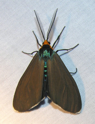 Ctenucha virginica - 8262 - Virginia ctenucha moth