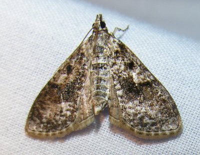 Palpita magniferalis (?) - 5226
