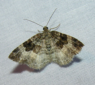 moth-15-06-2008-6.jpg