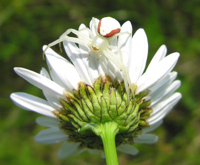 Misumena vatia on a daisy