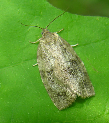 moth-10-06-2008-2.jpg