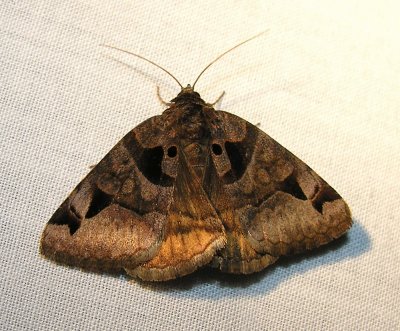 Euclidea cuspidea - 8731 - Toothed Somberwing moth