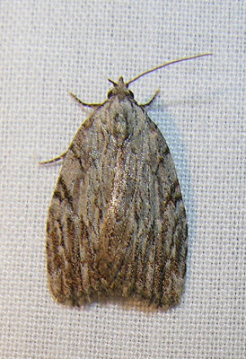 moth-21-06-2008-5.jpg