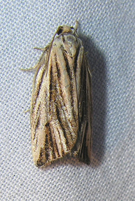 Archips striana -- 3664 -- Striated Tortrix Moth