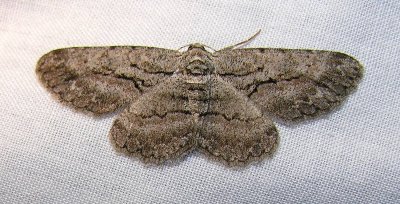 Anavitrinella pampinaria (?) - 6590 -- Common Gray Moth