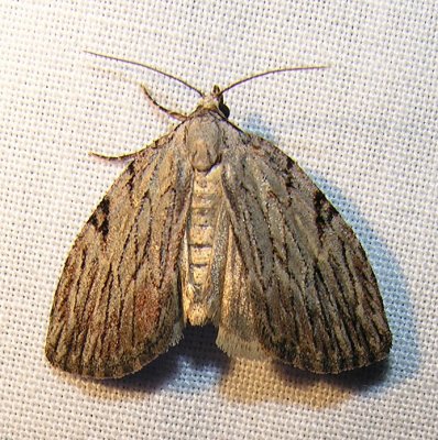 moth-21-06-2008-18.jpg