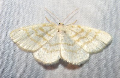 moth-21-06-2008-21.jpg