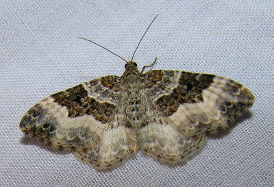 moth-21-06-2008-23.jpg