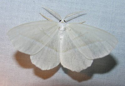 moth-21-06-2008-24.jpg