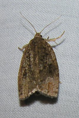 moth-21-06-2008-26.jpg