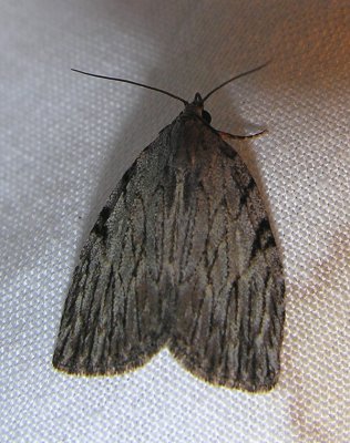 moth-21-06-2008-28.jpg