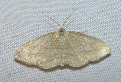 moth-21-06-2008-29.jpg