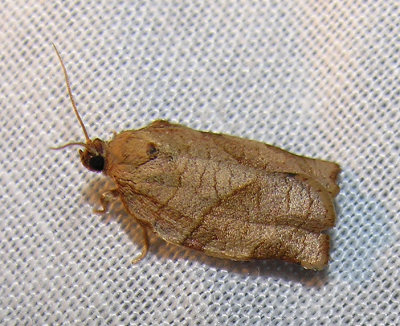 moth-21-06-2008-30.jpg