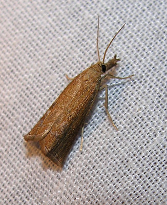 moth-21-06-2008-31.jpg