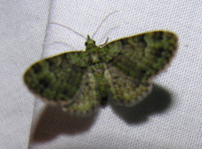moth-21-06-2008-32.jpg